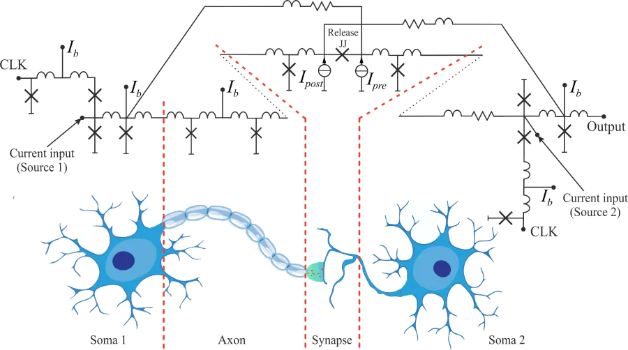 Schematic representation of the complete RSFQ-based architecture, along with a comparison of each of its components to the biological prototype. Here the JTLs act as axons, the Josephson junction in the centre as soma. This image was adapted from Ref. [109] and then recomposed by authors.