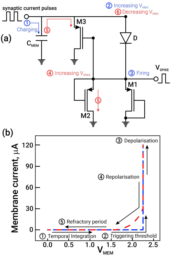 a – Integrate-and-fire neuron circuit with the illustration of the operation mechanism. b – The dependence of membrane current on membrane voltage. These images were adapted and modified from Ref. [38].