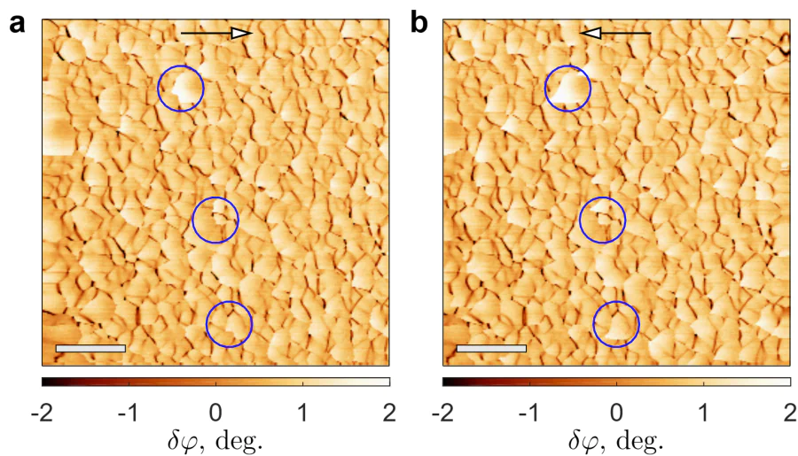 a, b -- Comparison of the phase-shift maps \( \delta\varphi(x,y) \) acquired for 100-nm thick Nb film in the forward and backward scanning directions (panels a and b, respectively) (image size \( 5\times 5\,\mu \)m\( ^2 \), \( T=8.64\, \)K, scanning height 40 nm, regime of the constant frequency 48.178 kHz). The direction of scanning are marked by arrows. Scale bars correspond to \( 1\,\mu \)m. Although the majority of the fish-scale pattern remains consistent regardless of scanning direction, certain areas (indicated by red circles) exhibit hysteresis-like behavior.