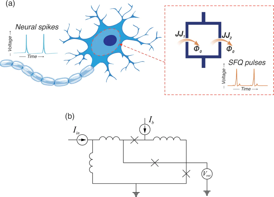 a – A sketch explaining the concept of the Josephson neuron: a superconducting circuit plays the role of a membrane impermeable to magnetic flux quanta; weak points of Josephson junctions allow quanta to enter (and exit) the circuit. b – By replacing one of the junctions with an asymmetric superconducting quantum interferometer device (SQUID) one enables control of the ratio between the “widths” of the input and output channels. The image in the panel b was adapted from Ref. [105]. 