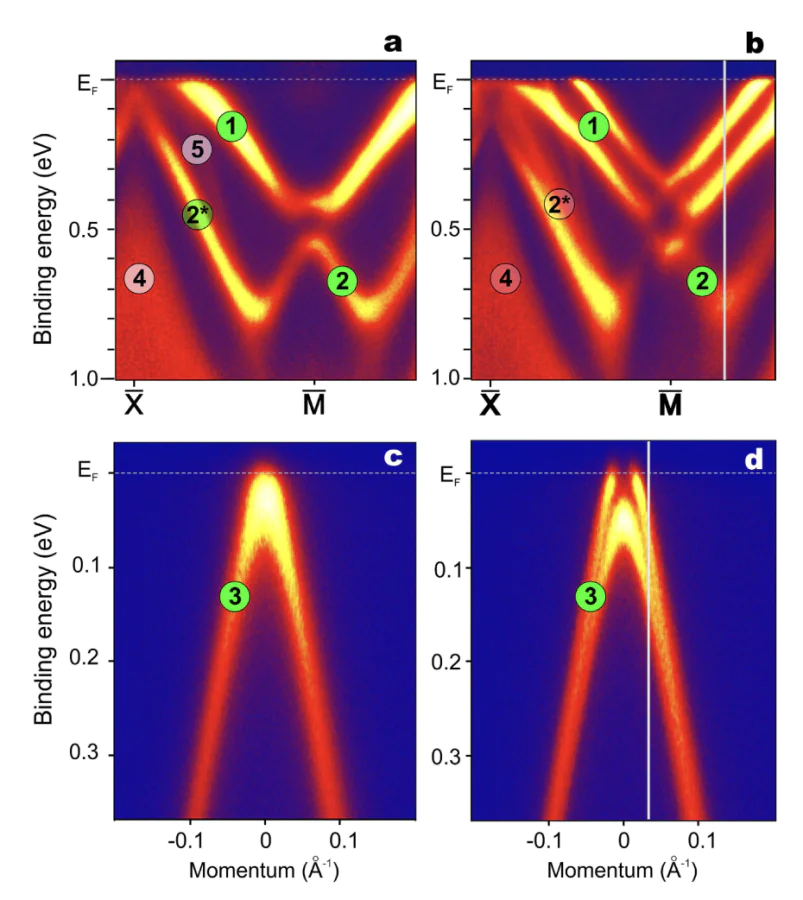 Spin splitting of the Shockley surface state and Dirac cone. ARPES data from a Si-terminated GdRh\( _2 \)Si\( _2 \) sample measured with 55~eV photons. Band maps were recorded near the \( \bar{\rm{M}} \) point at 117~K (a) and 19~K (b), and near the \( \bar{\Gamma} \) point at 72~K (c) and 19~K (d), along the \( \bar{\rm{X}} \)–\( \bar{\rm{M}} \) and \( \bar{\rm{X}} \)–\( \bar{\Gamma} \) directions, respectively. White vertical lines mark the energy-distribution curves used to analyze the temperature-dependent spin splitting. Surface- and bulk-related features are labeled according to the calculated bands shown in figure~\ref{fig:GRS_1} in Ref. [109].